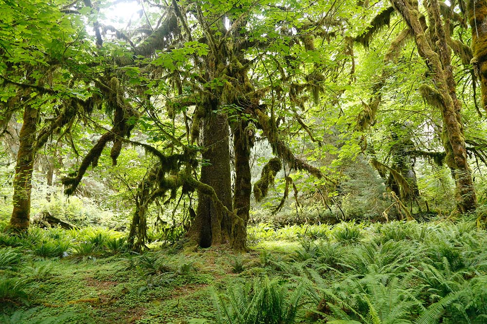 Hoh Rain Forest (Unsplash/Georg Eiermann)