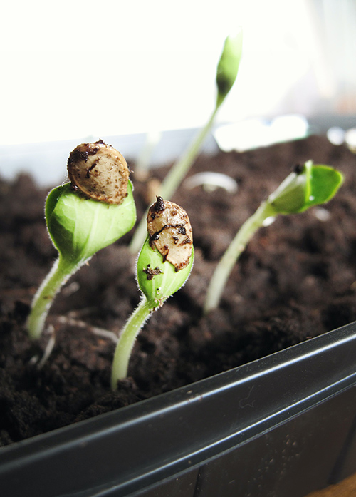 Seedlings (Unsplash/Jen Theodore)