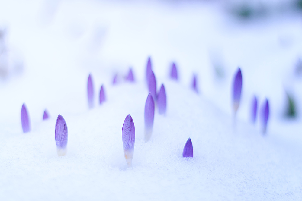 Flower buds in the snow (Unsplash/Johannes Plenio)