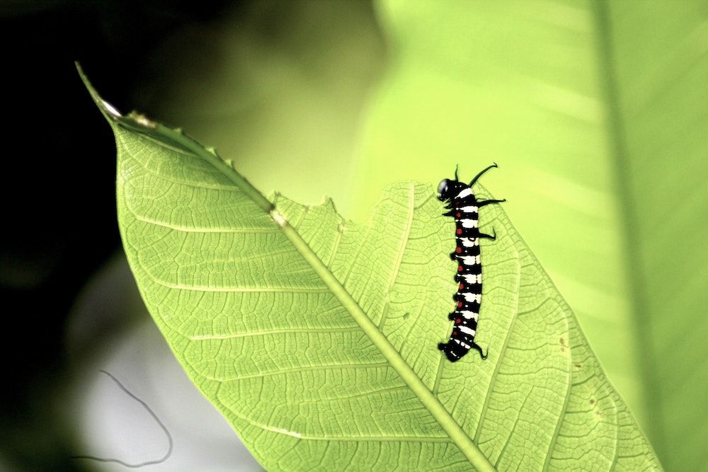 Black and yellow caterpillar eating a leaf