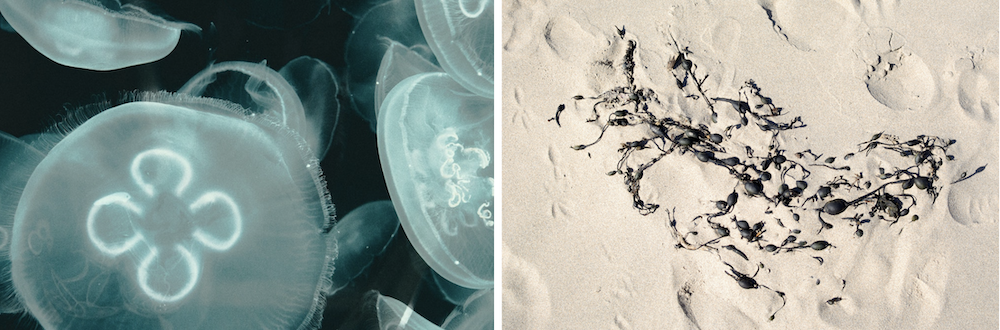 Composite of moon jellyfish in the water and black seaweed on sand