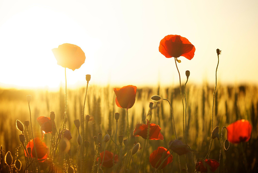 (Pixabay/danigeza) (Pixabay/danigeza)