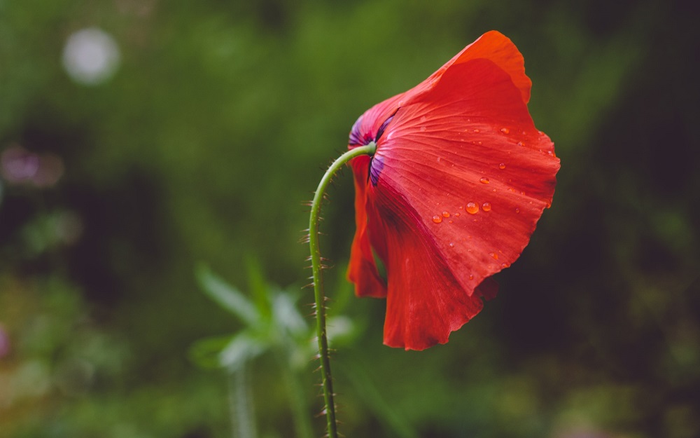 A wilted red poppy sits on a blurry background of a green garden