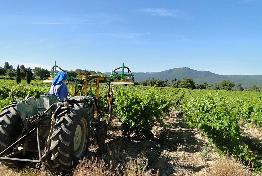 A Benedictine sister on a tractor, working in the vineyard of Abbaye Notre-Dame de Fidélité de Jouque to prepare for grape-harvesting. The abbey produces several types of wine that are sold internationally. (Courtesy of Abbaye Notre-Dame de Fidélité de Jo A Benedictine sister on a tractor, working in the vineyard of Abbaye Notre-Dame de Fidélité de Jouque to prepare for grape-harvesting. The abbey produces several types of wine that are sold internationally. (Courtesy of Abbaye Notre-Dame de Fidélité de Jo