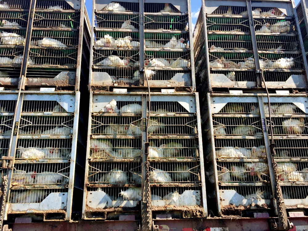 A truck filled with chickens is seen passing the Virginia Eastern Shore, where some Tyson contract farms are located. (Mary Beth Gallagher)