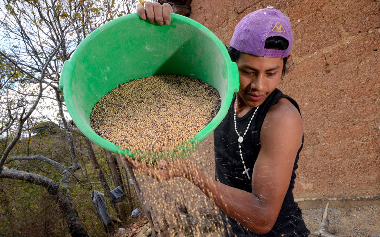 A farmer in Somoto, Nicaragua, winnows his sorghum.