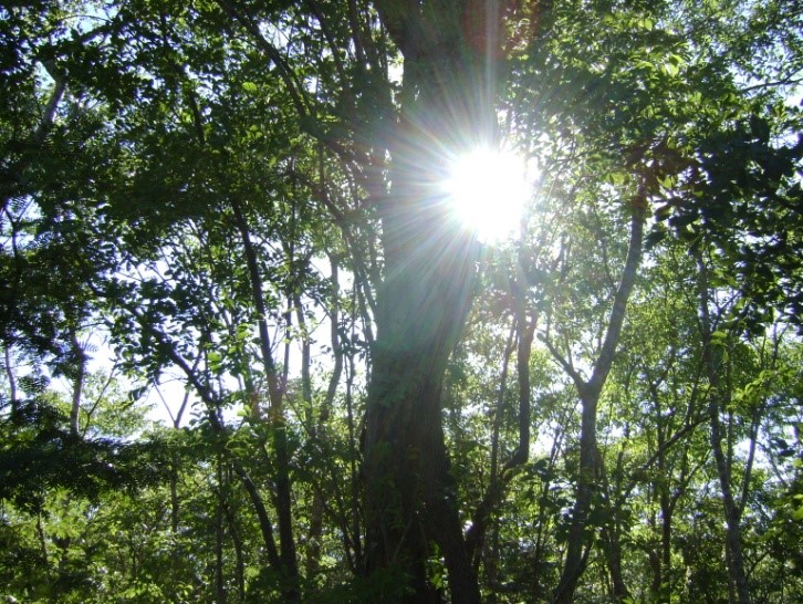 The Presentation Sisters' Garden of Oneness (Provided photo/Sr. Lucy Sebastian)