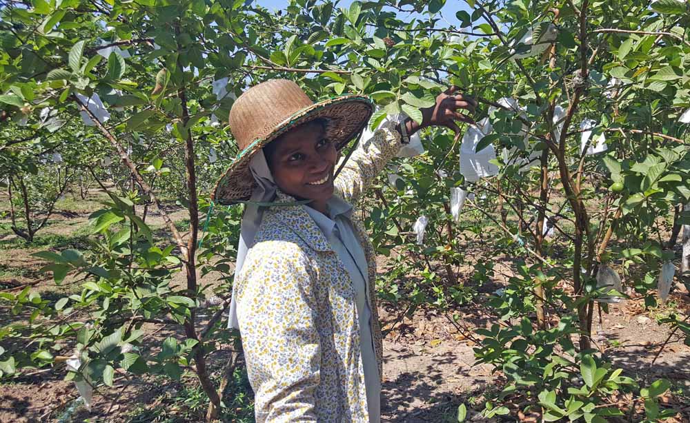 A Servite sister uses discarded homework paper from the children that live at St. Mary's Home in Kyauktan, Myanmar, to wrap guava fruit to protect it, an example of how integrated the farm and children's home of St. Mary's Home are. (GSR photo / Gail DeGeorge)
