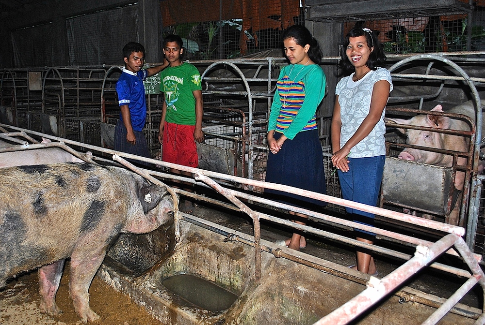 Fatima Center for Human Development residents, including Daughters of Saint Augustine postulants, show off the farm's 30 sows, two boars, 75 pigs and piglets which are going to be used to provide biogas for the farm. (N.J. Viehland)
