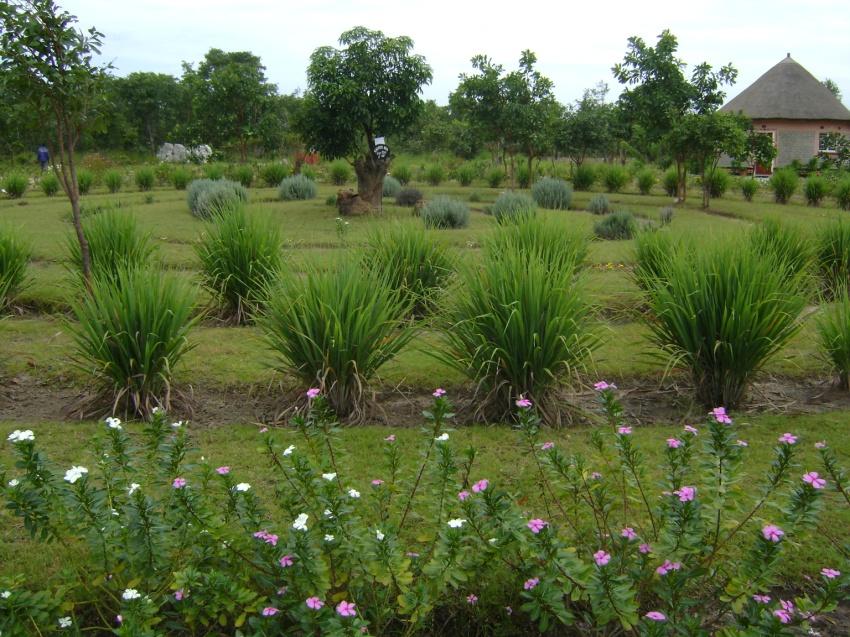 The Garden of Oneness. (Lucy Sebastian)