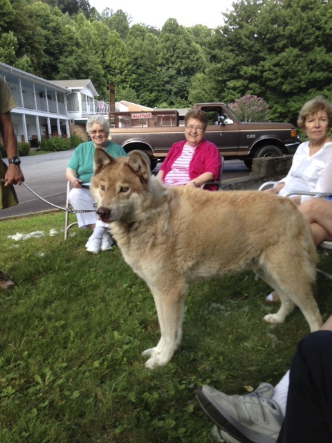 Mohican the red timber wolf among the retreatants (Mary Ann Flannery)