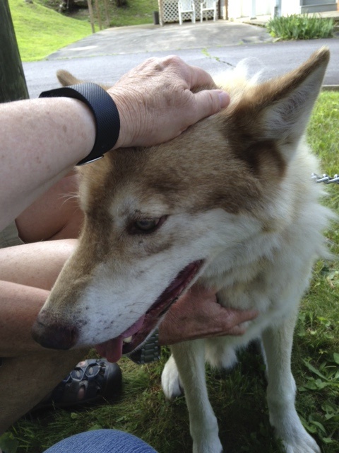 The retreatants pet Mohican (Mary Ann Flannery)