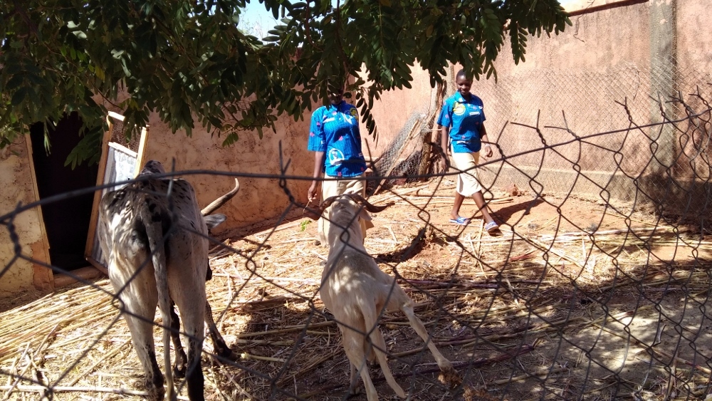 Students in one of the sisters' hostels learn animal husbandry (Provided by Sr. Marguerite Kankouan)