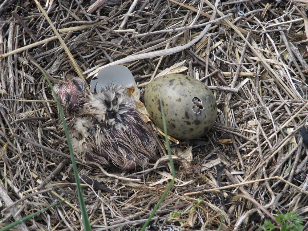 Seagull chicks, one newly hatched, the other pecking its way out of the shell. (Sheryl Frances Chen)