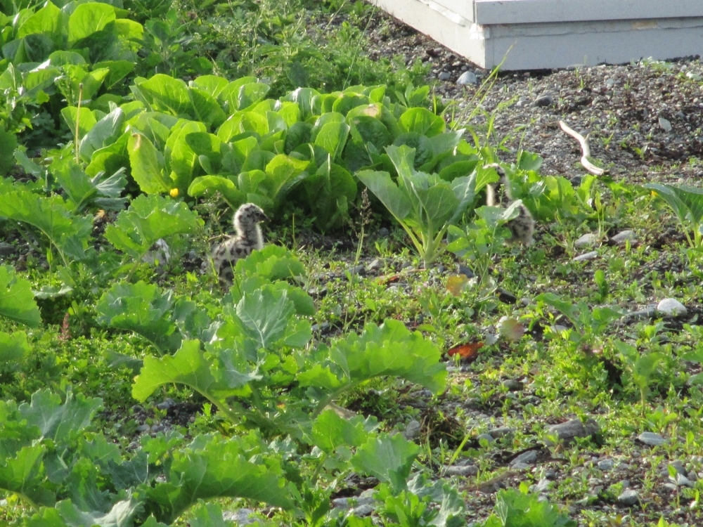 Two more mature seagull chicks hiding in Fr. Anthony's garden. (Sheryl Frances Chen)