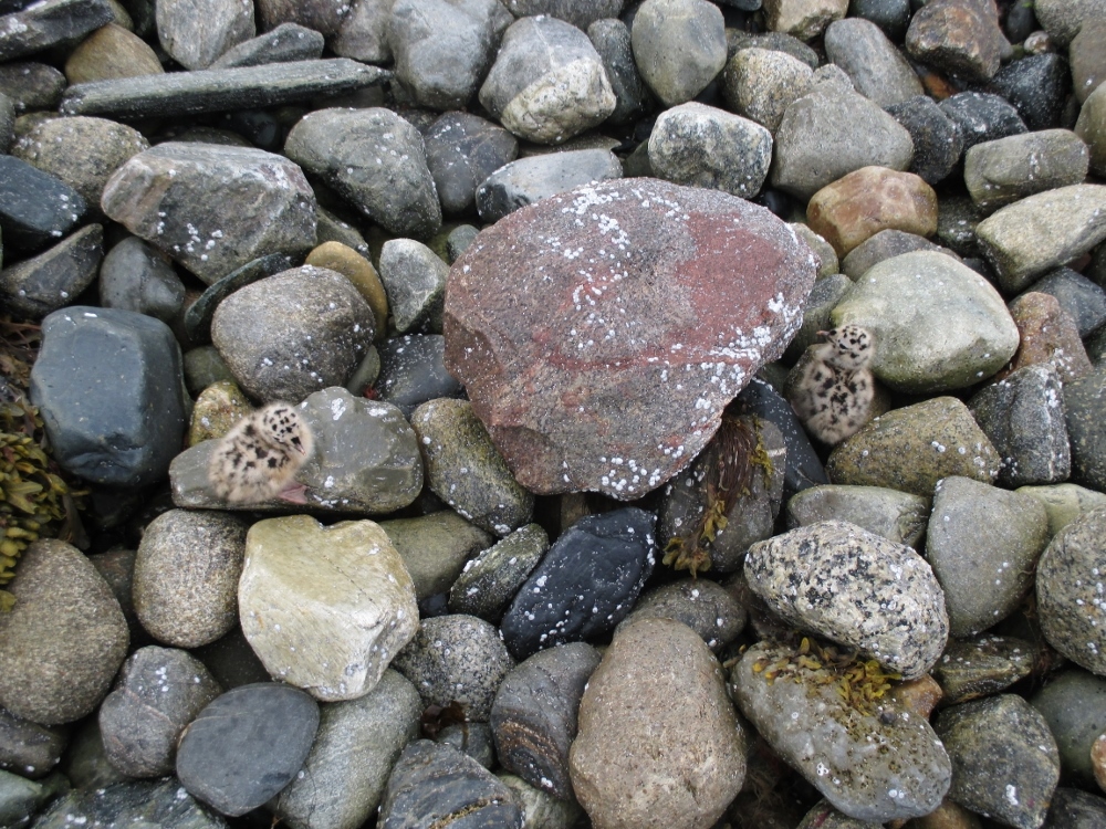 Two seagull chicks amid the rocks — can you see them? (Sheryl Frances Chen)