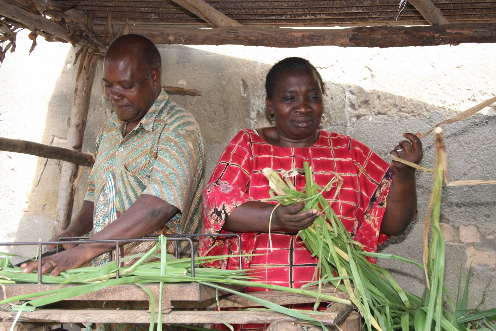 Peter and Josephine preparing the grasses they have grown for the cow. (Caroljean Willie)