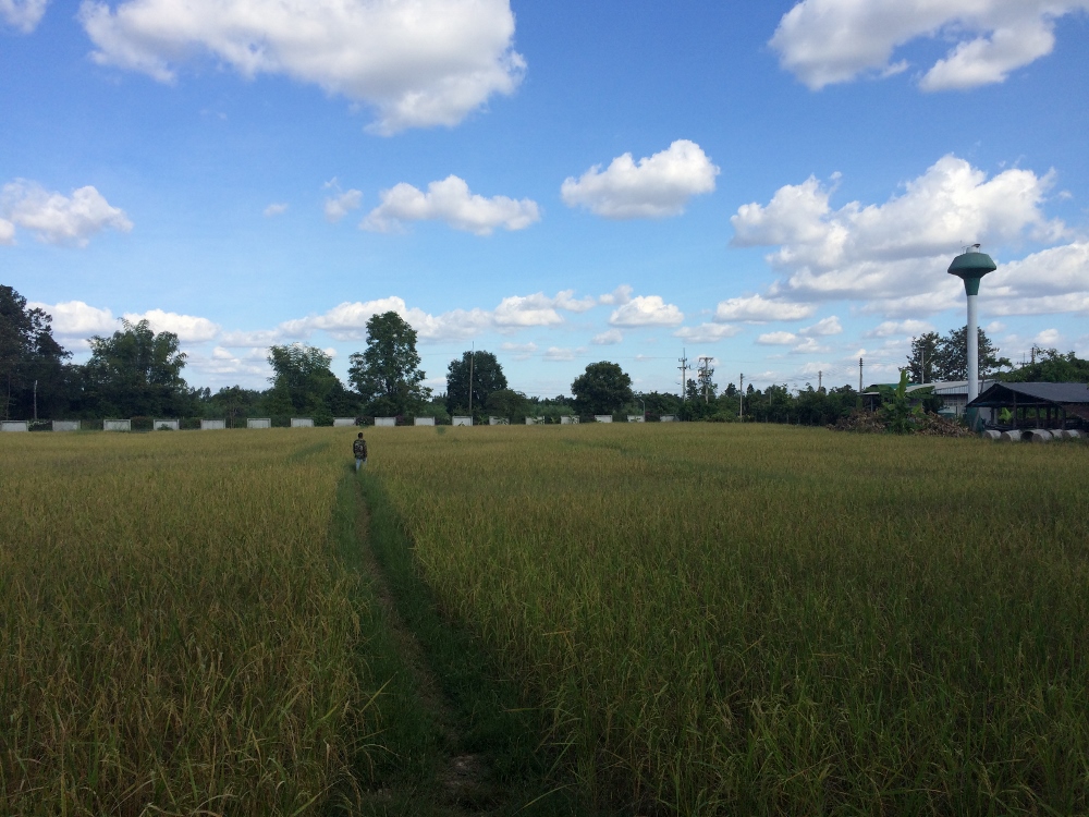 A view of the rice field adjacent to the Garden of Friendship just before harvesting. (Bridgid O'Brien)