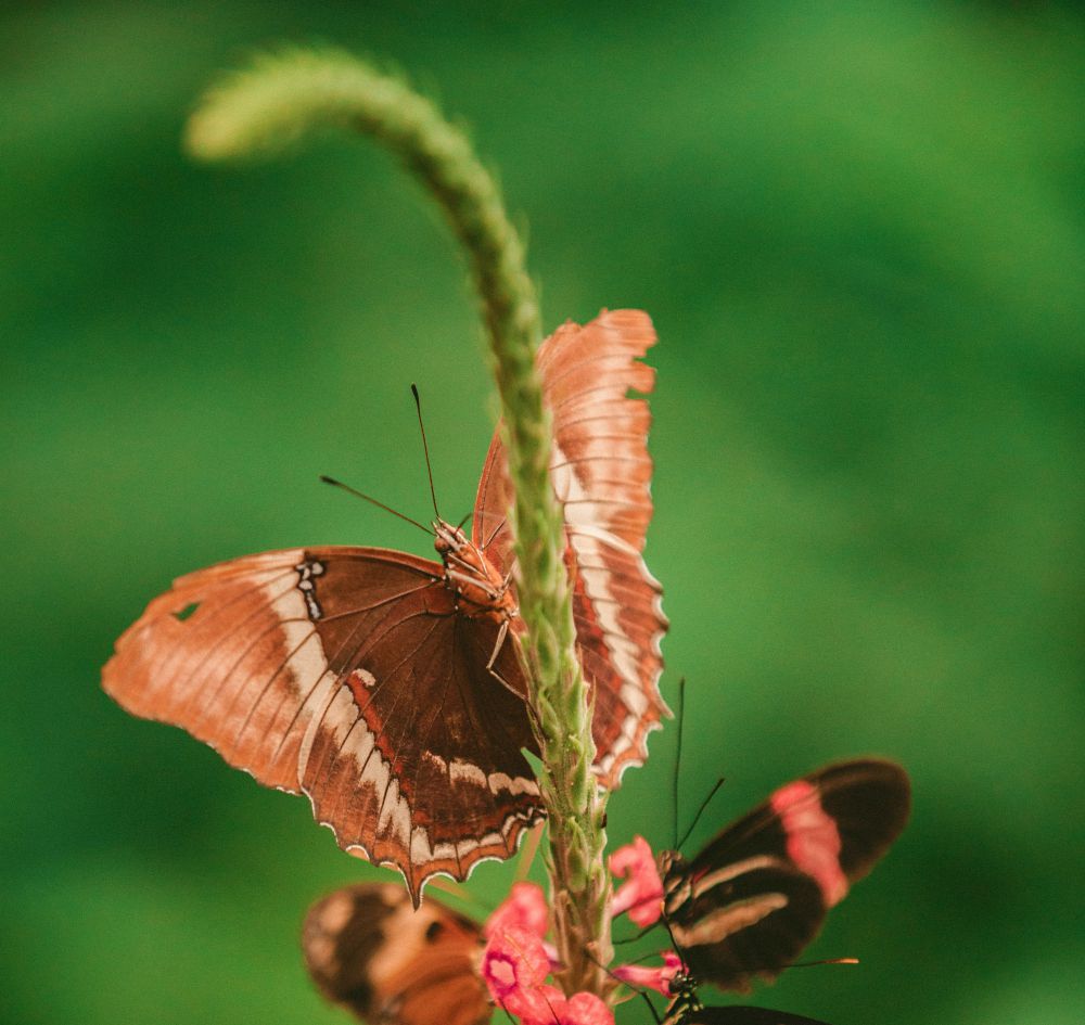 (Unsplash / Jakob Owens)