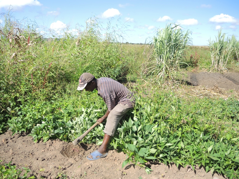 Teresa’s husband Moises tends to their family’s sweet potato crop in the village of Kawama. (Melanie Lidman)
