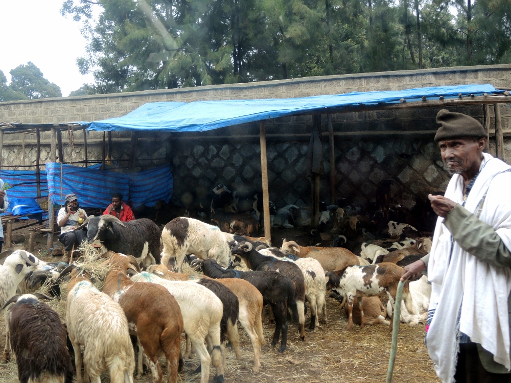 A man selling his sheep by the side of the road in Addis Ababa ahead of the Easter holiday, which was celebrated on May 1; the Ethiopian calendar is different from the Latin calendar. (GSR photo / Melanie Lidman)