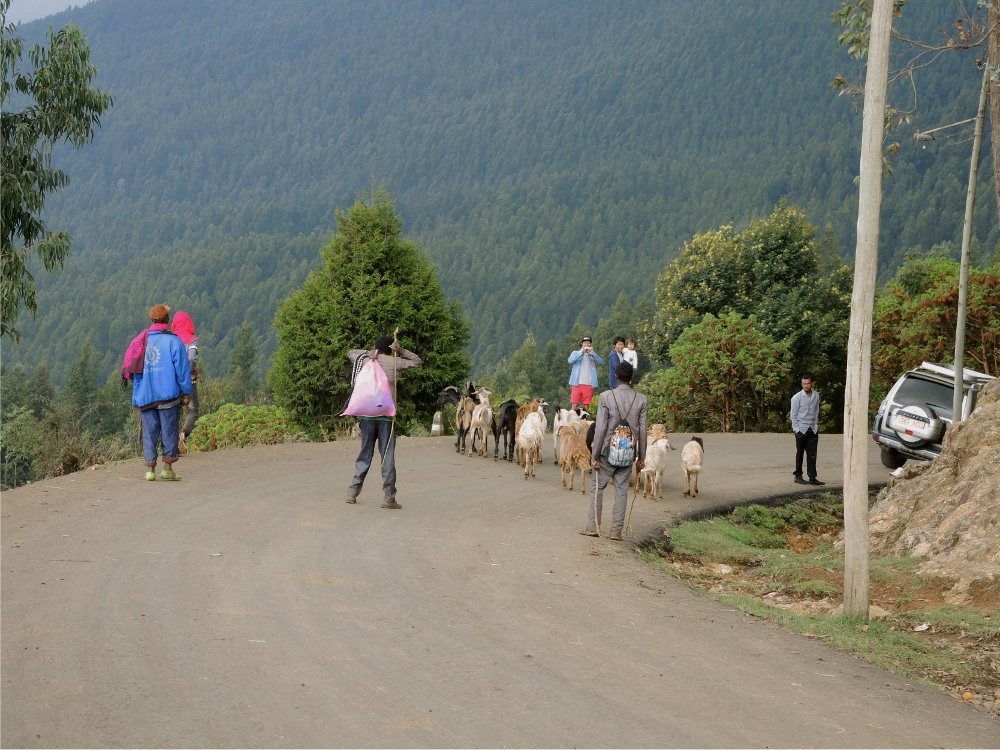 Chinese tourists take a picture of a sheep "traffic jam" on the way to the Ntoto Monastery in Addis Ababa, Ethiopia. (GSR photo / Melanie Lidman)