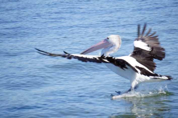 The Australian pelican has mythological significance for aboriginal people, and features in their stories and legends (Bryan S. Ricketts)