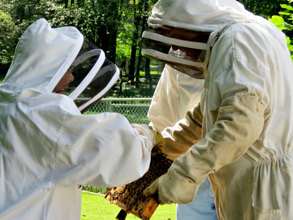 Charity Sr. Helen Therese Scasny examines a frame from her beehives. (LouAnn Rossi)