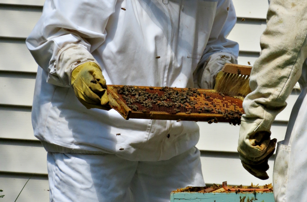 Charity Sr. Helen Therese Scasny removes a frame filled with honey. (LouAnn Rossi)