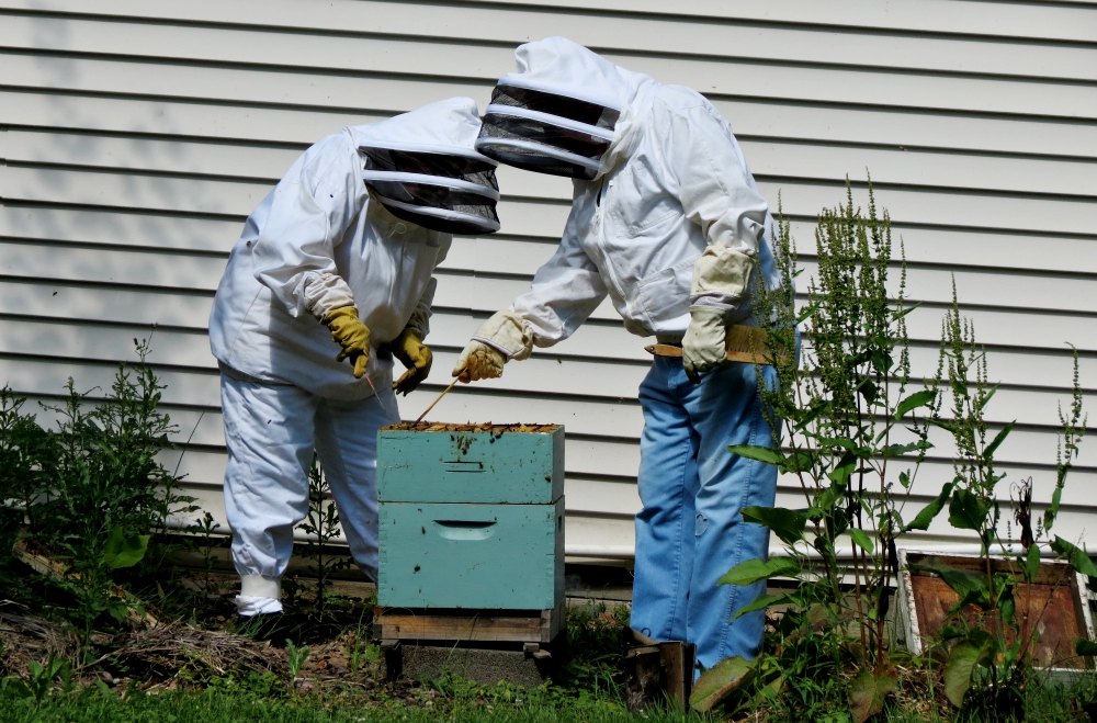 Sr. Helen Therese Scasny and an assistant identify a queen bee. (LouAnn Rossi)