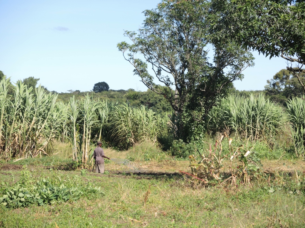 A man in the village of Kawama sprays his crops with water, right on the shores of the Lubengele Tailings Dam. (Melanie Lidman)