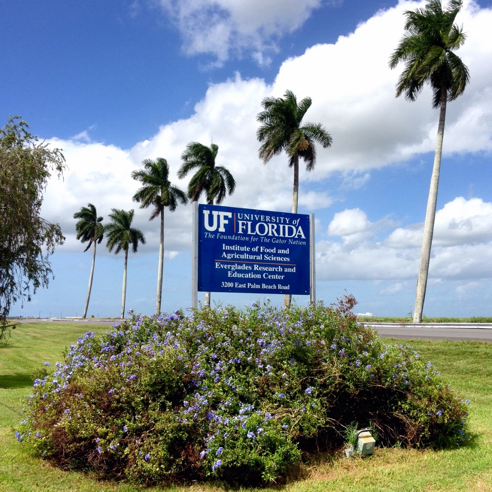 The University of Florida Institute of Food and Agricultural Sciences is only a few minutes away from the volunteer house. (Sharon Zavala)