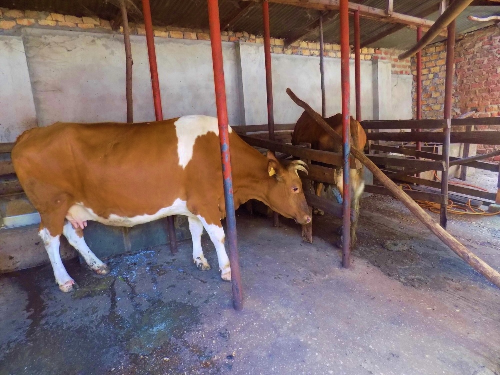 The sisters maintain a small farm with a cow and chickens to provide milk and eggs. (Courtesy Nsambya Babies Home/Moise Mbula)