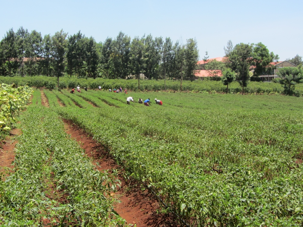 Workers picking habanero peppers on a farm that helps sustain a congregation of sisters. (Joyce Meyer)