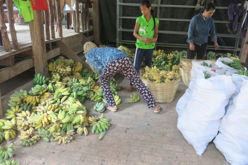 Volunteers package bananas in bags before transporting them to church-run homes. (GSR photo / Joachim Pham)