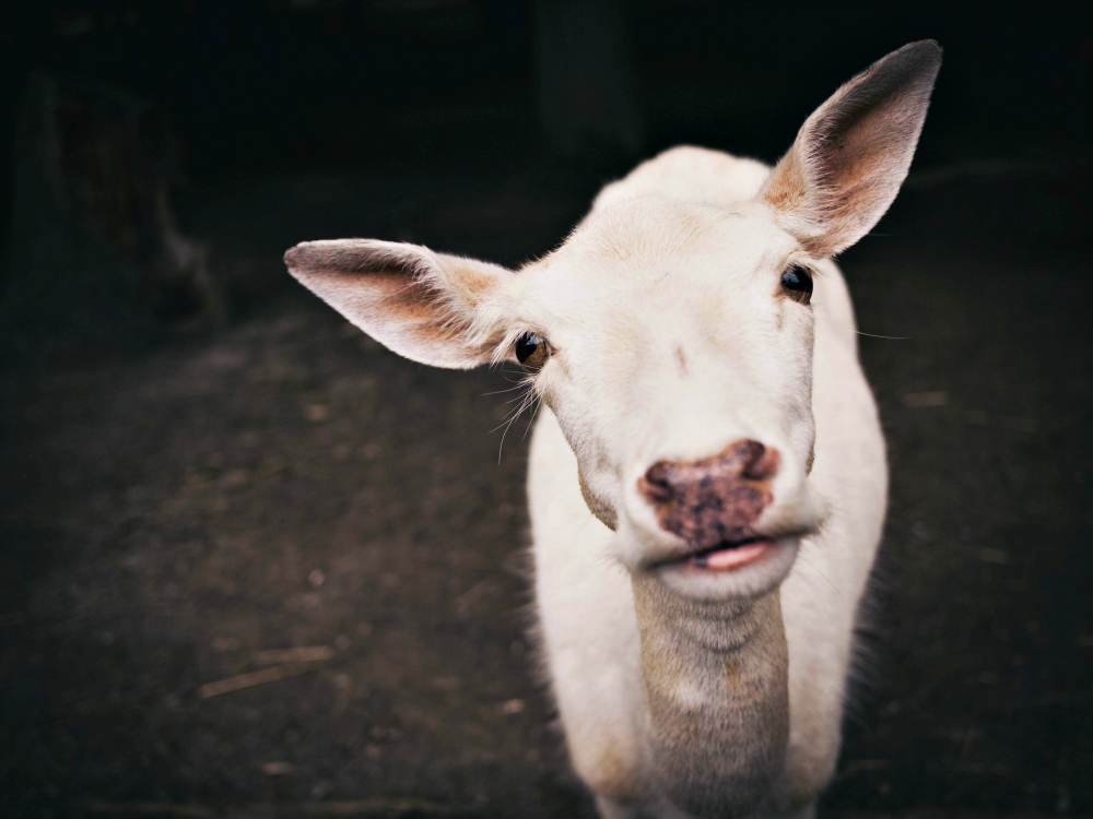 (Unsplash/Michael Kahl)
