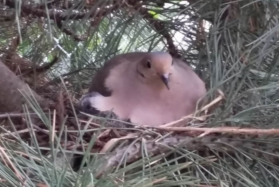 Doves build their nest in the Austrian pines. (Provided photo)
