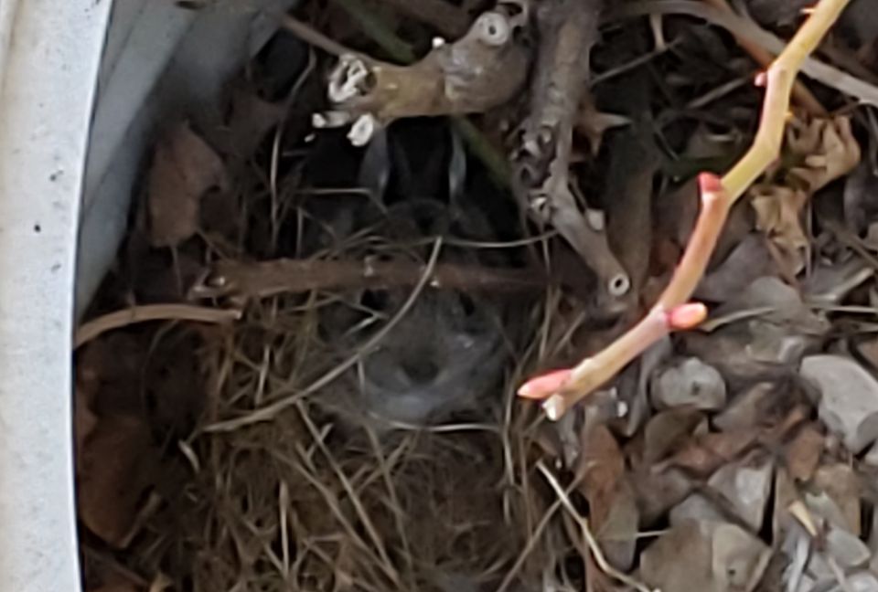 The bunny (center, underneath the sticks) in my backyard window well (Jane Marie Bradish) The bunny (center, underneath the sticks) in my backyard window well (Jane Marie Bradish)