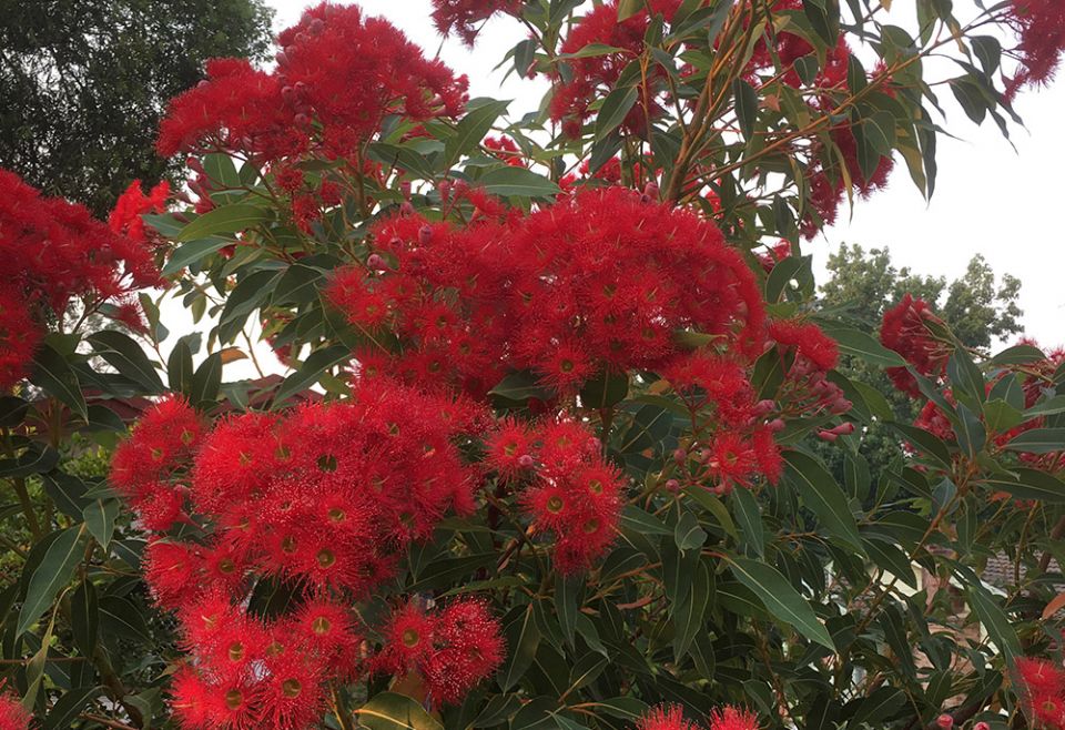 A gum tree in Australia; its "Christmassy" flowers — made of the male stamens — look like fireworks. (Tracey Edstein) A gum tree in Australia; its "Christmassy" flowers — made of the male stamens — look like fireworks. (Tracey Edstein)