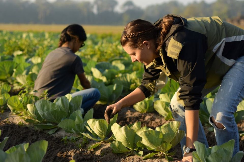 Service-learning students pick cabbages in a farm in Zellwood, Florida, in 2015, part of Hope CommUnity Center's program for students to gain a better understanding of the work of farmworkers and migrants. (Courtesy of Hope CommUnity Center)