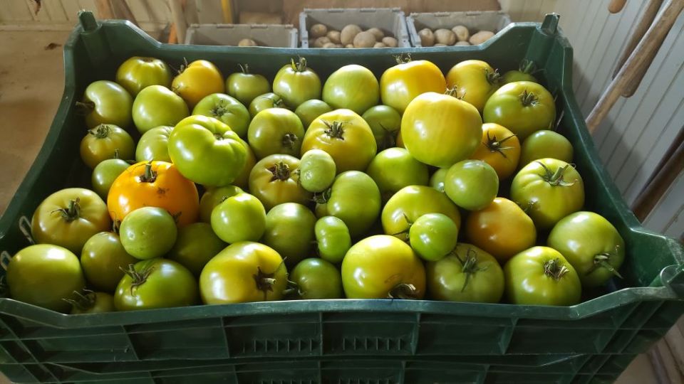 Late harvest vegetables from Sisters Hill Farm include green tomatoes. (Chris Herlinger)