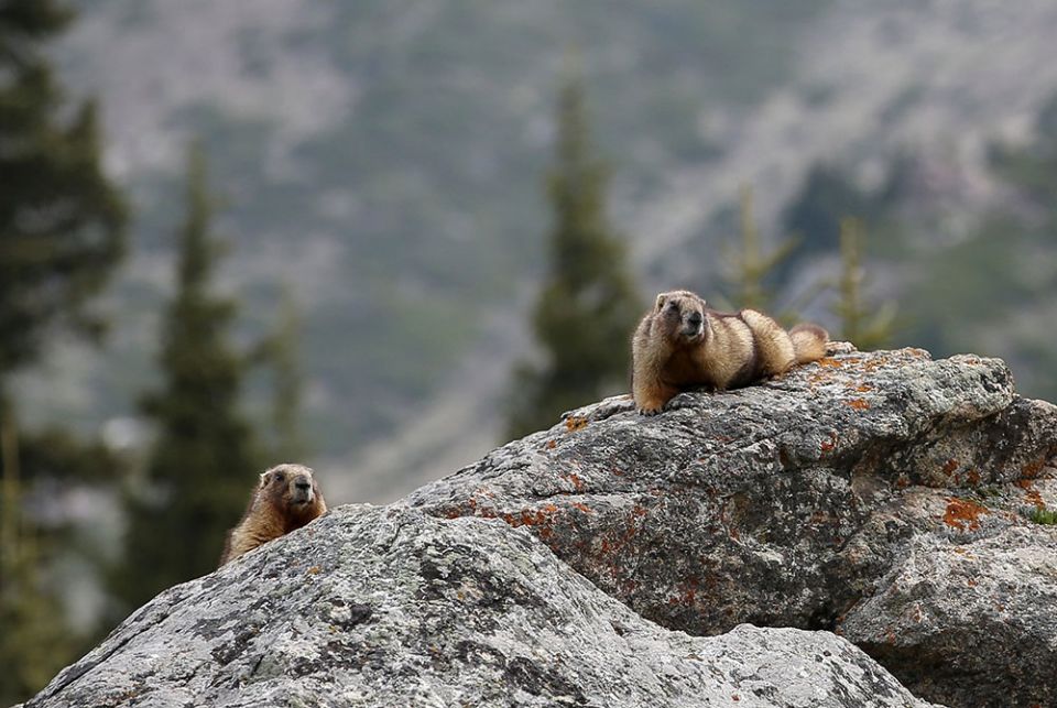 Marmots in Ile-Alatau National Park in the mountains near Almaty, Kazakhstan, on May 22, 2020. All life is "a gift from the outstretched hand of the Father of all," Pope Francis writes in the encyclical, "Laudato Si', on Care for our Common Home." (CNS/Re