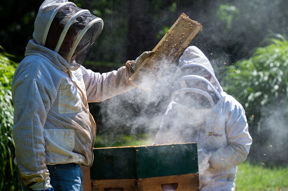 Clement Purcell and Martin Kersse use smoke to examine a colony of honeybees Aug. 16 on the Catonsville, Marylan, property of the All Saints Sisters of the Poor. (CNS/Catholic Review/Kevin J. Parks)