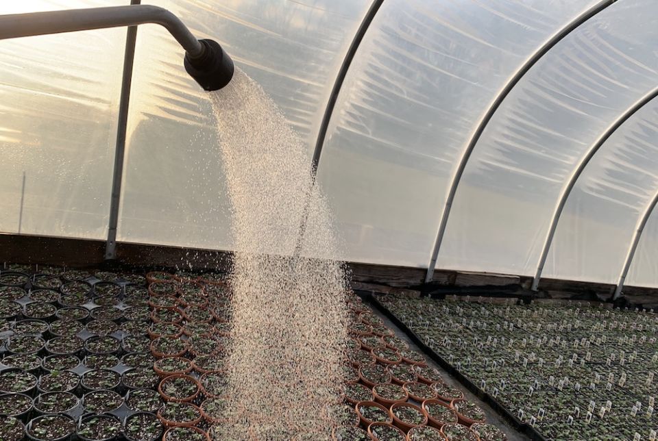 Sprinkler spraying water on flats of seedling plants
