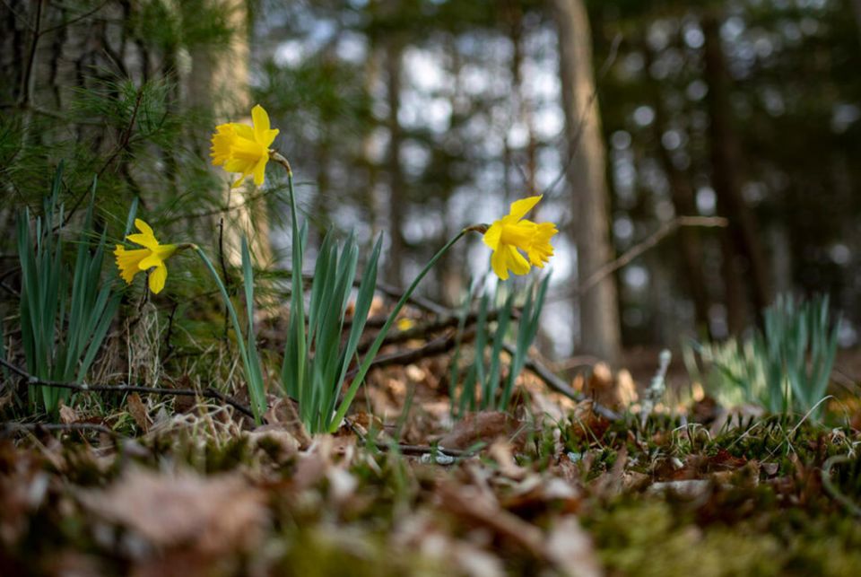 Daffodils start to grow with the arrival of spring in the Northern Hemisphere. Earth Day is April 22, also known as International Mother Earth Day by the United Nations. (UN photo/Mark Garten)