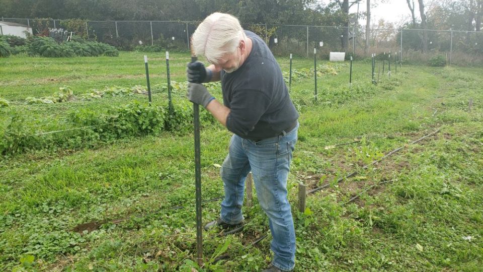 Harmony Farm volunteer Neil Sullivan works a field at the end of harvest season in October. (Chris Herlinger)