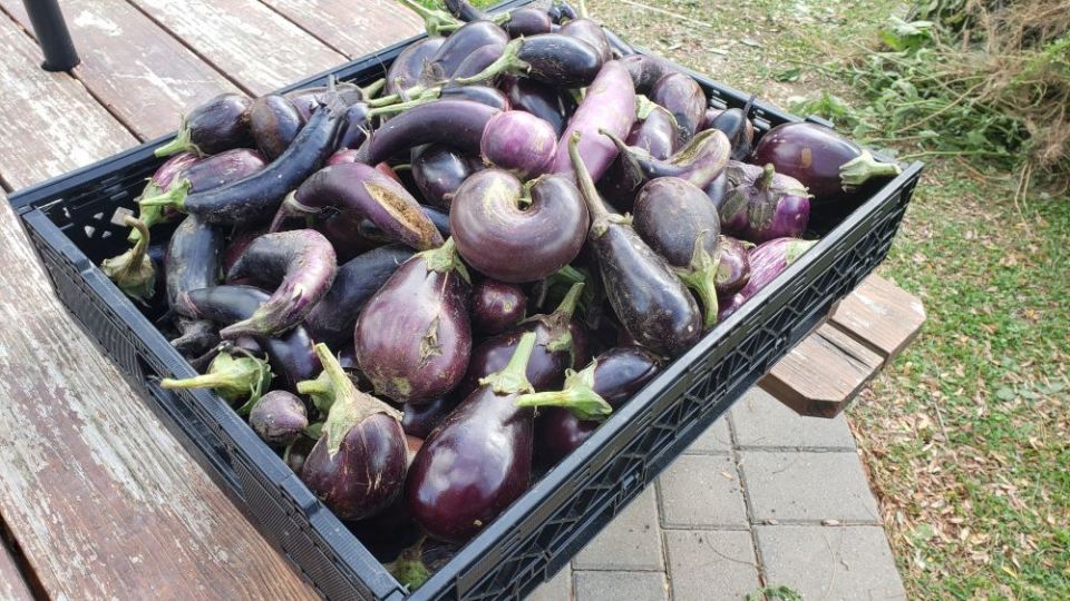 Late harvest vegetables from Harmony Farm include eggplant. (Chris Herlinger)