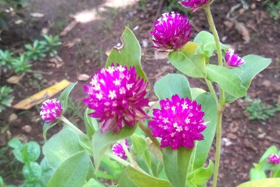 Flowers On her way to the chapel the author was suddenly stopped by the purple button flowers in the congregation's drawing room: "What surprised me was the tiny white blossoms within the purple bunch of flowers." (Lissy Maruthanakuzhy)