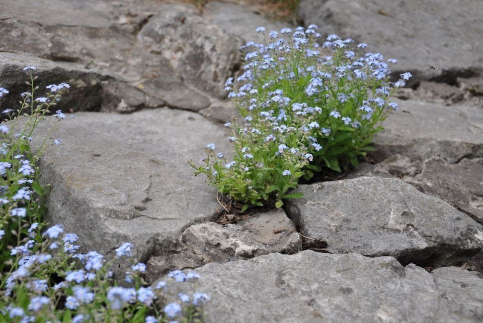 small blue flowers on plants growing out of scattered rocks