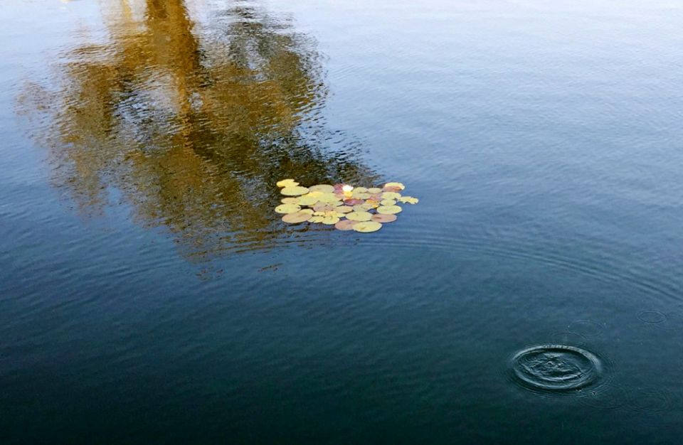 It's no small thing to stick your nose up out of the water; the risk itself inspires reverence. (Mary Bilderback) It's no small thing to stick your nose up out of the water; the risk itself inspires reverence. (Mary Bilderback)